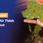 Toren Air Anti Lumut